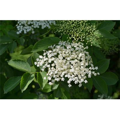 Teinture mère ou extrait de plantes Sambucus Nigra-Sureau noir BIO