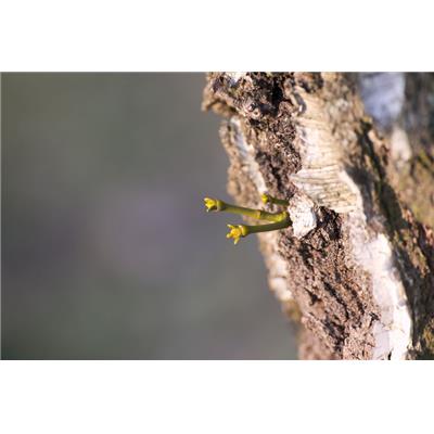 Macérat glycériné de bourgeons Viscum album-Gui BIO